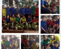 Plantation in School